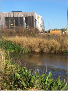 A view showing the wetlands adjacent to the site.